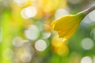 阳光照射下的黄色水仙花图片