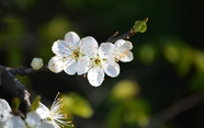 春天白色梅花开花图片