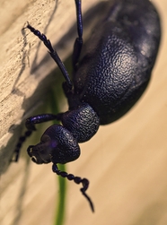 黑色油甲虫图片