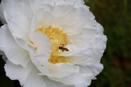 白色牡丹花蜜蜂授粉图片