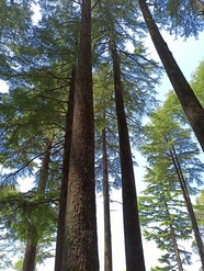 国家自然植物公园参天大树图片