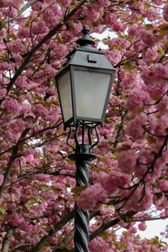 春天布达佩斯粉色樱花路灯摄影图片