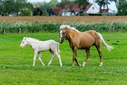 行走在草地上的小马和母马图片