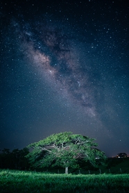 夜晚草地树林唯美星空摄影图片