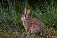 站立在草丛中的野生兔子图片
