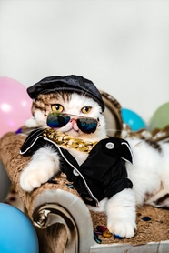 可爱时髦宠物猫咪写真图片