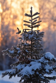 冬日积雪覆盖的云杉树图片