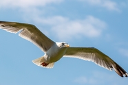 一只海鸥在天空中展翅飞翔图片