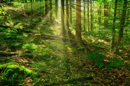 绿色森林氧吧风光摄影图片