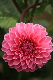 粉色大丽花菊科植物摄影图片