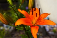 橙色盛开的百合花图片