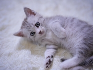 躺在白色地毯上的可爱小猫咪图片