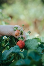 摘草莓手势摄影图片