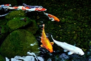水中自由嬉戏的各种锦鲤鱼图片