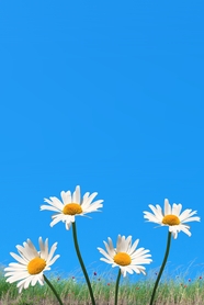 春天白色小雏菊背景图片