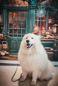 万圣节可爱萨摩耶犬写真图片