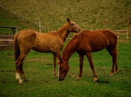 牧场草地两匹蒙古马吃草图片