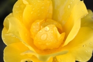 雨后黄色玫瑰花微距特写摄影图片
