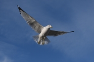 蓝色高空展翅翱翔的海鸥摄影图片