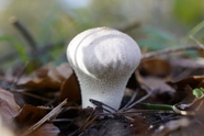 破土而出白色蘑菇摄影图片