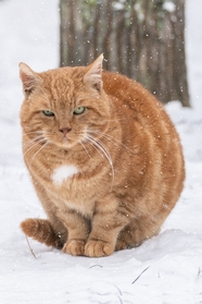 冬季雪地可爱小肥猫摄影图片