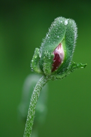 雨后含苞待放罂粟花苞摄影图片