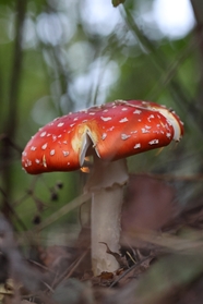野生飞木耳蘑菇摄影图片
