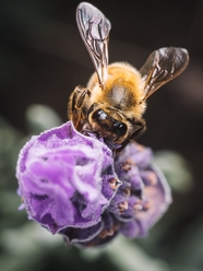 匍匐在花朵上采蜜的蜜蜂图片
