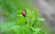 夏日澳洲野生瓢虫摄影图片