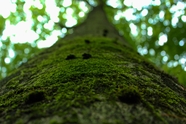长满青苔的树木摄影图片