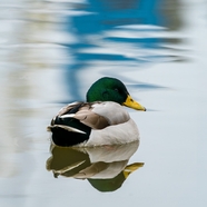 池塘里休憩的绿头鸭摄影图片