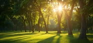 春天绿色树木阳光草地风景摄影图片