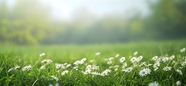 阳光草地白色小雏菊摄影图片
