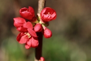 观赏灌木植物花朵摄影图片