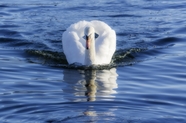 湖中野生白色大天鹅摄影图片