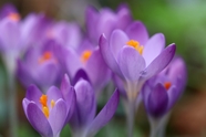 春天微距特写紫色番红花摄影图片