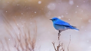 冬季唯美蓝色飞鸟摄影图片