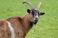 绿色草地比利山羊摄影图片
