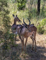 非洲野生树林瞪羚羊摄影图片