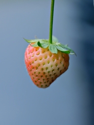 未熟透的红色草莓图片