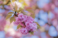 微距特写粉色樱花摄影图片