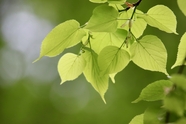 绿色菩提树叶摄影图片