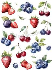 水彩春季浆果合集矢量素材
