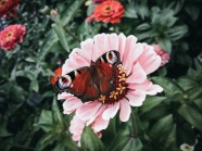 粉色菊花上的蝴蝶图片