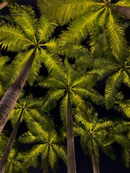 夜晚的棕榈树图片