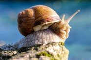 一只大蜗牛爬行图片