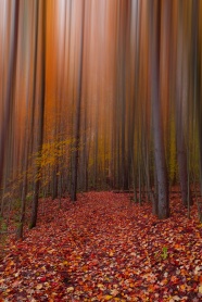 秋天唯美树林落叶图片