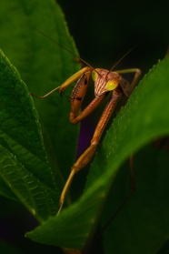 螳螂近距离摄影图片