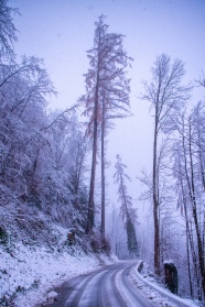 冬季寒冷清晨树林图片
