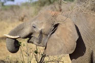 非洲大象头部特写图片